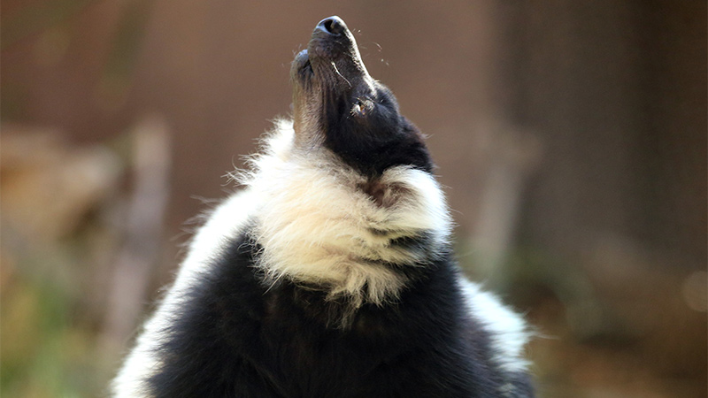 BWR Lemur Tally Eating Head Up