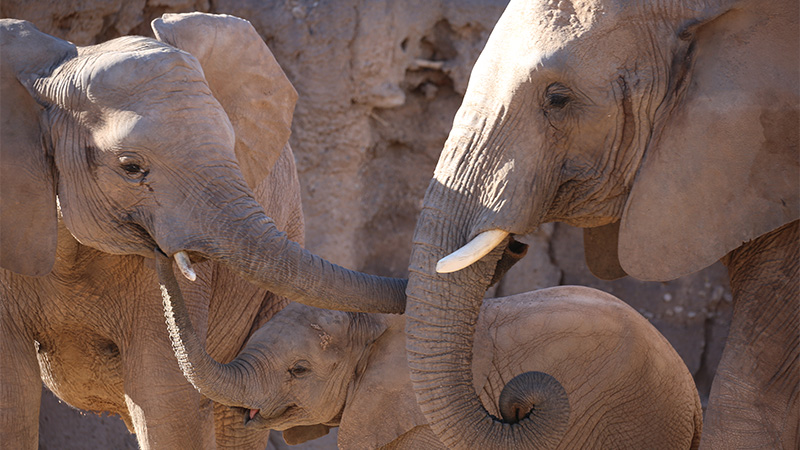 Penzi elephant Semba Nandi walking together